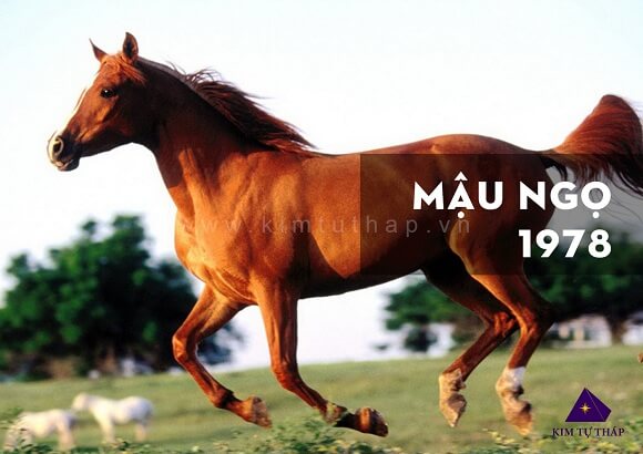 mau ngo 1978